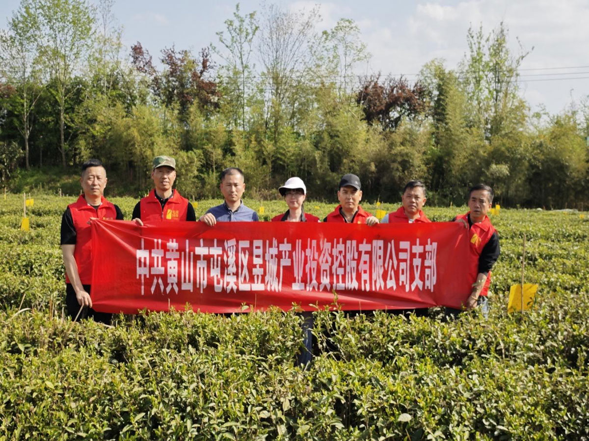昱城產投公司黨支部開展“茶香潤初心，黨旗映茶園”主題黨日活動